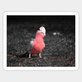 Galah_5139A Magnet